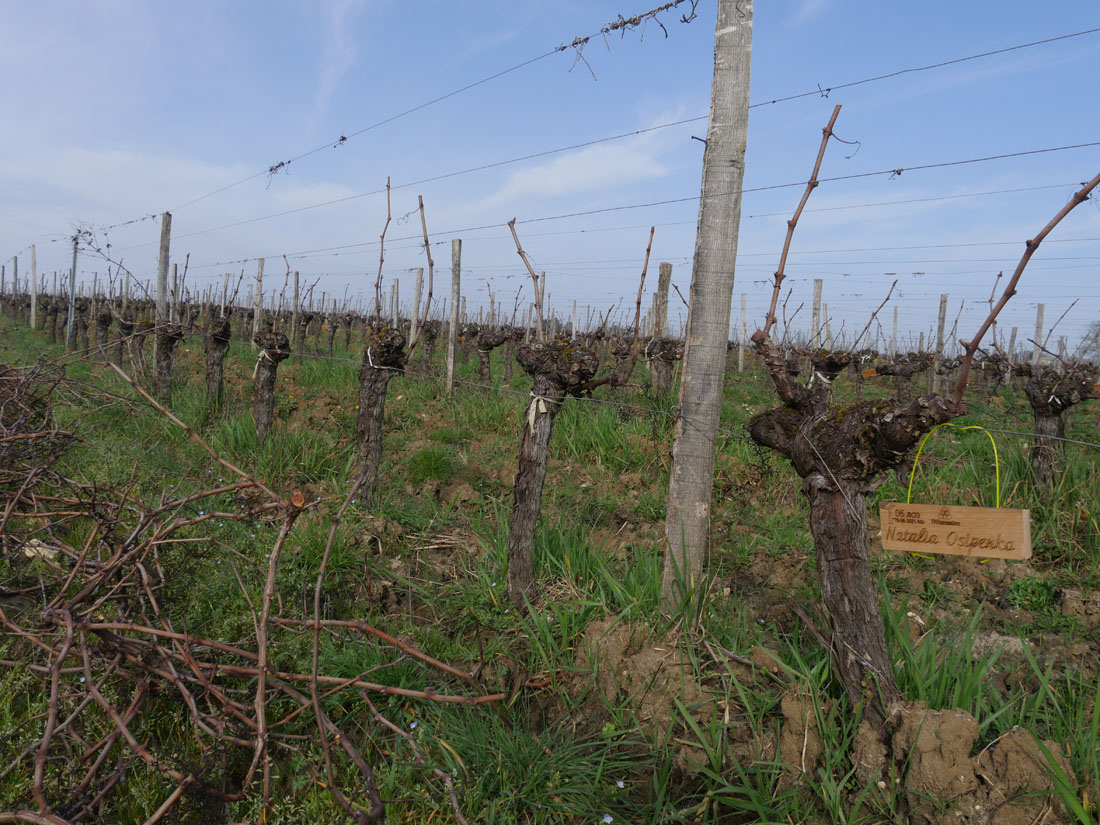 Виноградник на урожай